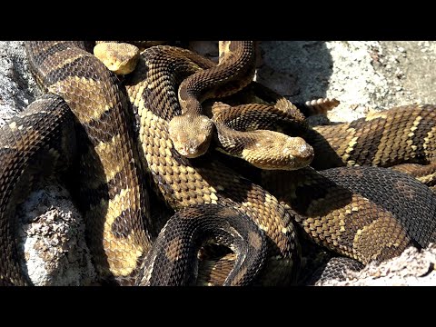 34 RATTLESNAKES AND THE BIGGEST DEN WE EVER FOUND Pittsburgh Boys Go Snake Hunting 2021 Pennsylvania