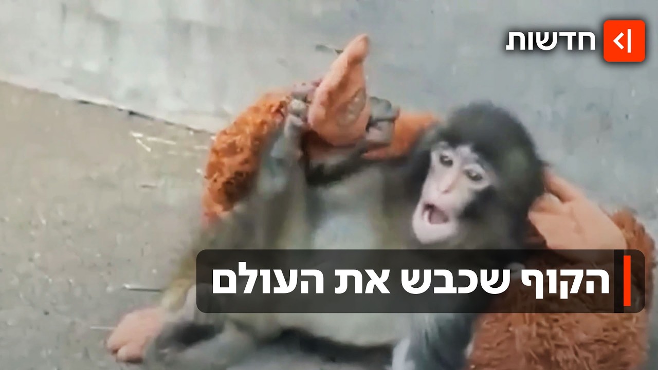 הקוף פאנץ' והבובה המפורסמת: איך רגע של חמלה הפך לשיגעון קניות עולמי?