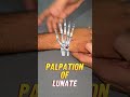 How to Palpate the Lunate (Dorsal Wrist) | Quick Guide #Shorts