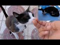 A Tuxedo Cat With A Pink Nose Is Very Cute And Friendly