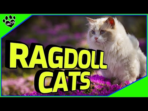 Top 10 Facts About Ragdoll Cats 101