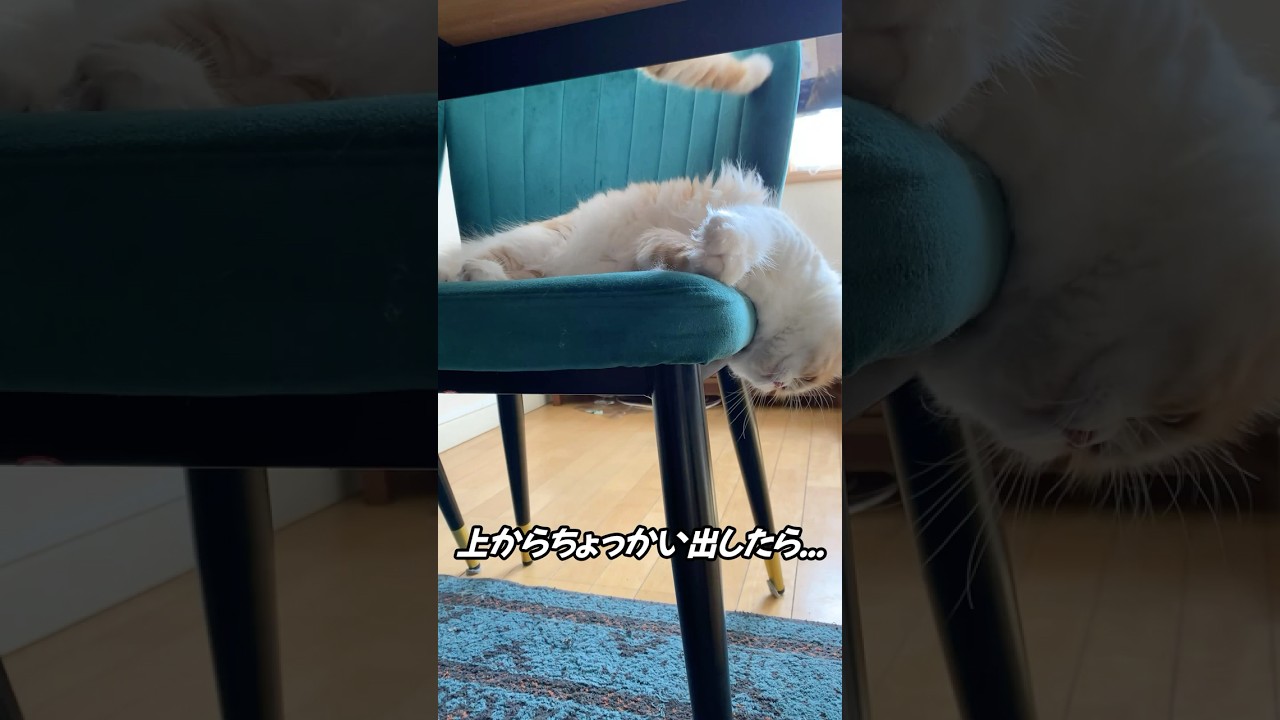 上からちょっかい出してみた...【ミヌエット】#Shorts