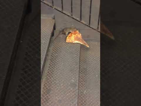 La vidéo emblématique du rat des pizzerias a 10 ans !