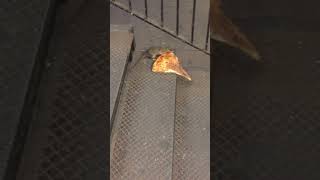 La vidéo emblématique du rat des pizzerias a 10 ans !