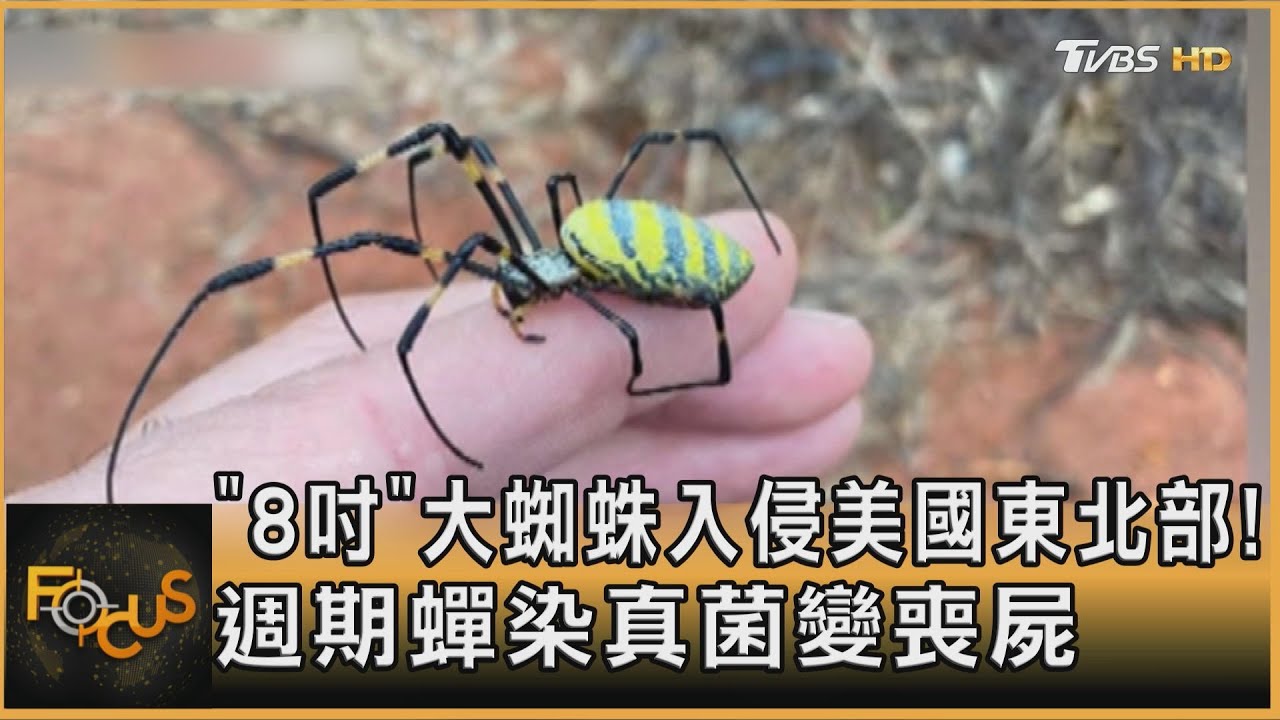 「8吋」大蜘蛛入侵美國東北部！ 週期蟬染真菌變喪屍