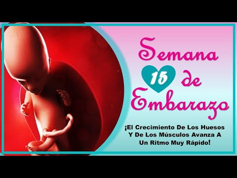 ❤️ SEMANA 15 DE EMBARAZO🤰 ❤️ ⏩  EMBARAZO SEMANA A SEMANA ⏩ Desarrollo y Evolución del Bebe 👶🏻