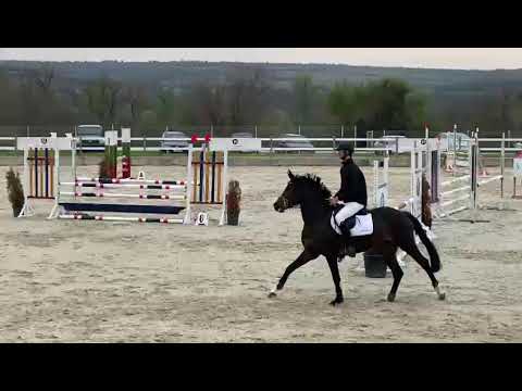 trakehner mare Buket 5 y.old by Prince Patmos x Saint Cyr