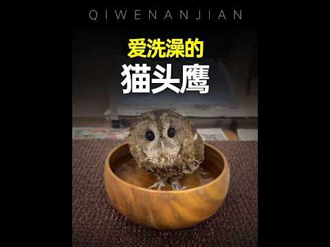 貓頭鷹怕水嗎？揭秘洗澡行為與獨門睡覺絕活 #動物科普 #貓頭鷹