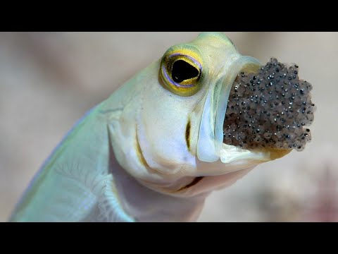 How Fish Adapted to Carry Eggs in Their Mouths