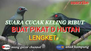 Download lagu suara burung cucak keling ribut/pikat mp3