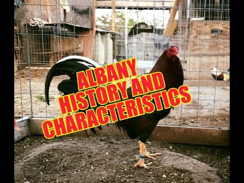 ALBANY HISTORY AND CHARACTERISTICS ATING ALAMIN..