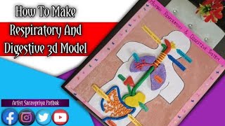 How To Make DIY 3d Human Respiratory And Digestive System Model /3d Clay/ #diy