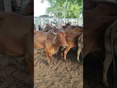 FEIRA DO GADO EM CIPÓ BA