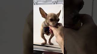 Video preview image #1 Chihuahua Puppy For Sale in Benton, LA, USA