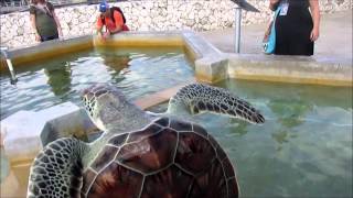preview picture of video 'Cayman Turtle Farm: Island Wildlife Encounter'