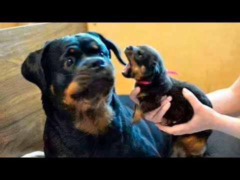 30 MINUTOS DE LOS ANIMALES MÁS DIVERTIDOS CAPTADOS POR LAS CÁMARAS