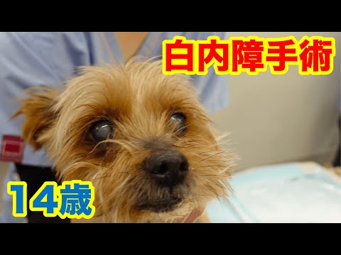 犬の白内障:治療と手術