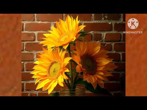  Los Iracundos 🌻🎼🎼 aprontate a vivir 🎼🌻🌻