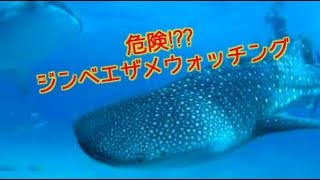 本当は危険!!??ジンベエザメウォッチングinセブ島