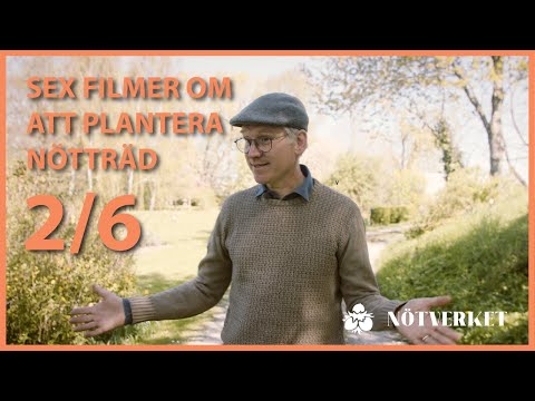Plantera Nötträd - del 2 - Vilka nötträd kan jag plantera?