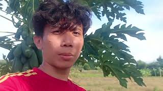 Healthy Grow Papaya