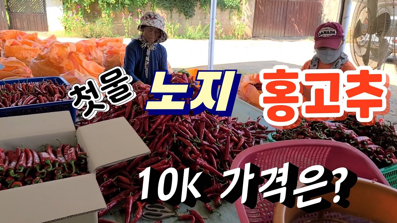 첫물 노지 홍고추 10kg  경매 가격이?  고추가격