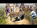 Locals Protect Dogs From Hunting By Hungry Leopards, Here's What Happened Next...