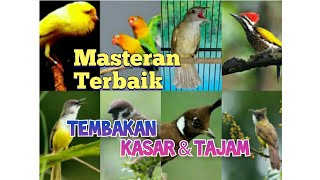 Download lagu KOMPILASI MASTERAN FULL TEMBAKAN UNTUK SEMUA JENIS BURUNG LOMBA - AUDIO JERNIH mp3 Download lagu KOMPILASI MASTERAN FULL TEMBAKAN UNTUK SEMUA JENIS BURUNG LOMBA - AUDIO JERNIH mp3