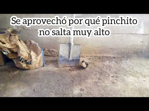 pato vs pollo