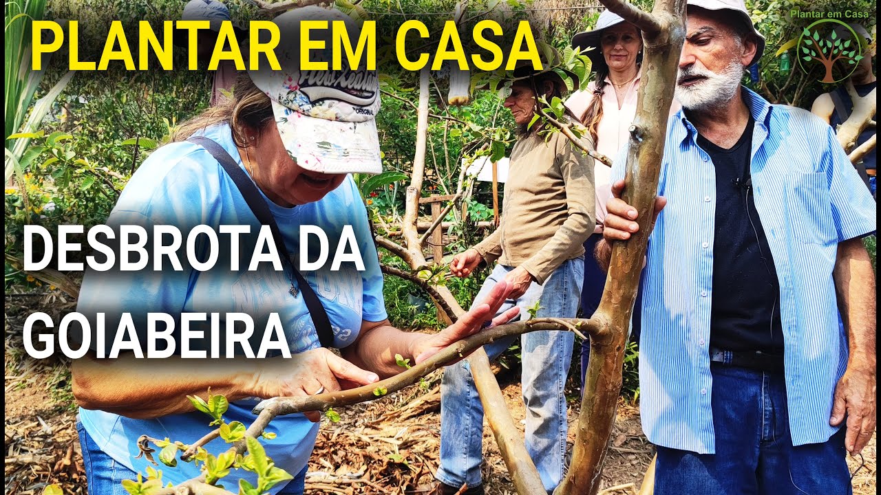 Aula de Desbrota da Goiabeira com Sergio Semerdjian no Plantar em Casa