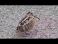 Salty Tic Toc By A Bird