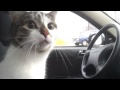 Кошка в машине))) 