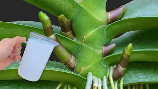 Sprinkle it on the roots! The orchid will immediately create new roots and bloom year round