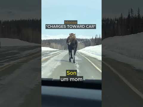 Moose Makes Unexpected Move on Highway