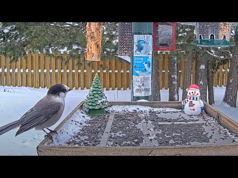 Canada Jay Dances Around While Eating Suet And Seeds In Ontario – Dec. 5, 2024