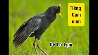 Download lagu Tiếng Cúm Núm ( gà đồng ) bản đánh ngày. bổi về gần kích là lên mp3 Download lagu Tiếng Cúm Núm ( gà đồng ) bản đánh ngày. bổi về gần kích là lên mp3