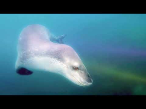 Leopard Seal (song + edit)