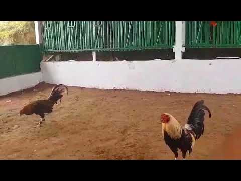 Joe Goode Grey Stag National Banded🐓 Sir Sonny Lagon lines