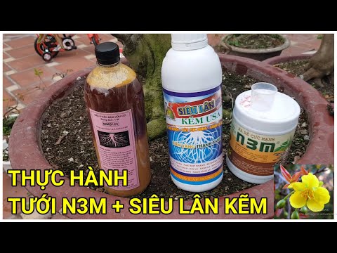 🔴 QBS22143 - THỰC HÀNH TƯỚI N3M VÀ SIÊU LÂN DƯỠNG DỄ || CÁCH BÓN PHÂN THUỐC CHO CÂY MAI VÀNG THÁNG 2