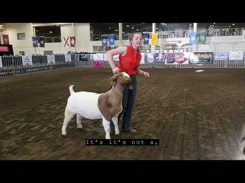 The ABGA Presents: How To Show Your Goat with Hannah Kidder