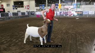 The ABGA Presents: How To Show Your Goat with Hannah Kidder