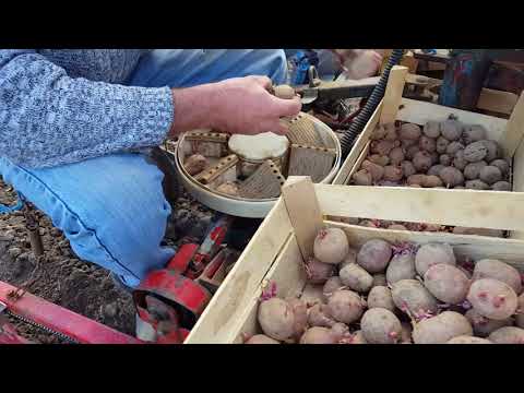Sadnja krompira Potato planter Rau kombi