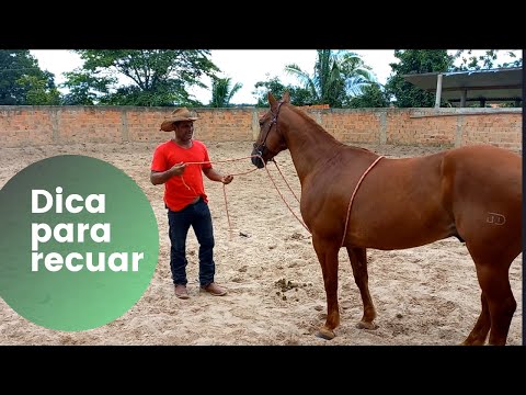 HOW TO MAKE YOUR HORSE BACK UP