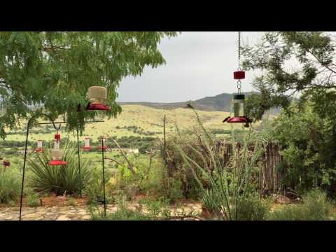 Hummingbirds in the Davis Mountains