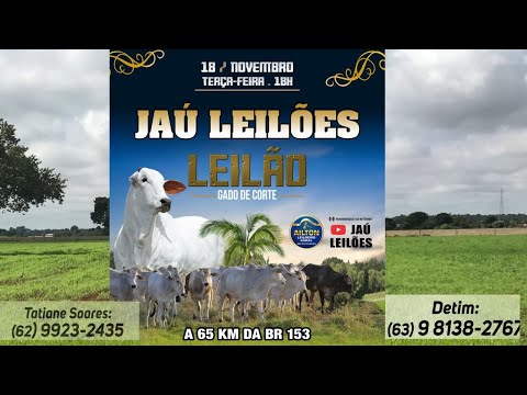 LEILÃO GADO DE CORTE  - JAU LEILÕES  - JAU DO TOCANTINS  -18/ 11/ 2025