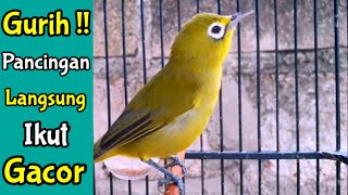 Download lagu GURIH !! PANCINGAN JITU SEMUA KECIAL KUNING LANGSUNG IKUT GACOR (31/10/20) mp3