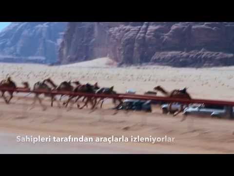 Camel Race - Wadi Rum, Jordan in HD