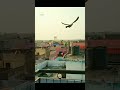 Pigeon Fly Slow Motion