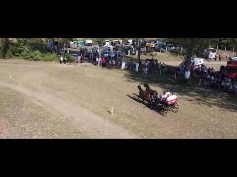 KONJIČKE TRKE HIPODROM ŽABALJ (12.09.2021)