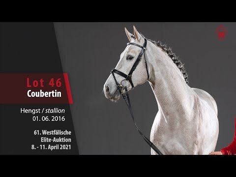 61. Westfälische Elite-Auktion Lot 46 Coubertin Hengst v. Coupie - Calico Schnitt 01
